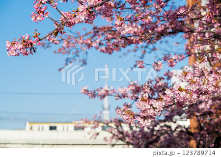 【河津桜】旧中川に咲く早咲きの桜と列車 【河津桜】旧中川に咲く早咲きの桜と列車 123789714