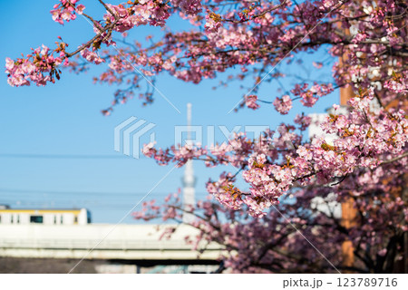 【河津桜】旧中川に咲く早咲きの桜と列車 【河津桜】旧中川に咲く早咲きの桜と列車 123789716