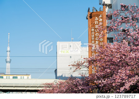 【河津桜】旧中川に咲く早咲きの桜と列車 【河津桜】旧中川に咲く早咲きの桜と列車 123789717