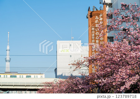 【河津桜】旧中川に咲く早咲きの桜と列車 【河津桜】旧中川に咲く早咲きの桜と列車 123789718