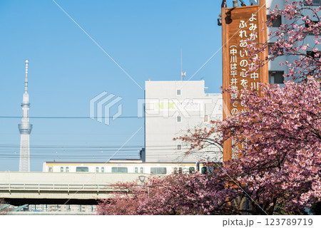 【河津桜】旧中川に咲く早咲きの桜と列車 【河津桜】旧中川に咲く早咲きの桜と列車 123789719