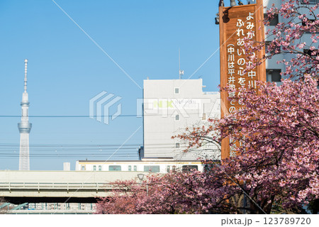 【河津桜】旧中川に咲く早咲きの桜と列車 123789720