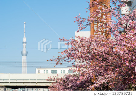 【河津桜】旧中川に咲く早咲きの桜と列車 123789723