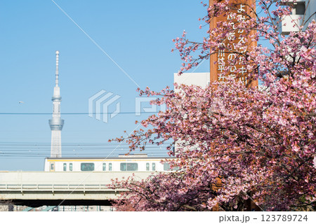 【河津桜】旧中川に咲く早咲きの桜と列車 123789724