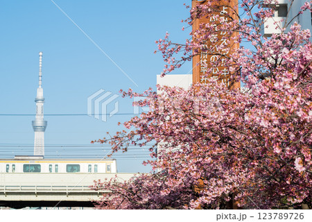 【河津桜】旧中川に咲く早咲きの桜と列車 【河津桜】旧中川に咲く早咲きの桜と列車 123789726