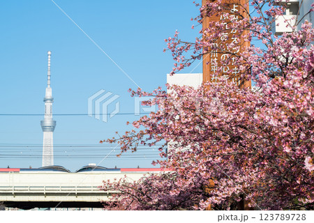 【河津桜】旧中川に咲く早咲きの桜と成田エクスプレス 123789728