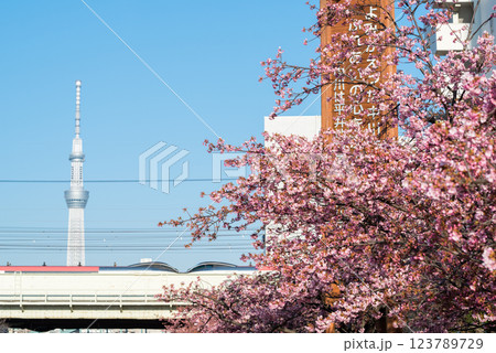 【河津桜】旧中川に咲く早咲きの桜と成田エクスプレス 123789729