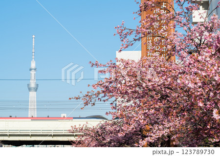 【河津桜】旧中川に咲く早咲きの桜と成田エクスプレス 【河津桜】旧中川に咲く早咲きの桜と成田エクスプレス 123789730