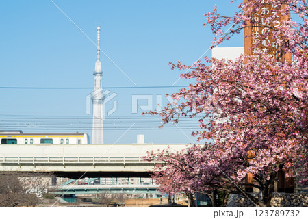 【河津桜】旧中川に咲く早咲きの桜と列車 【河津桜】旧中川に咲く早咲きの桜と列車 123789732