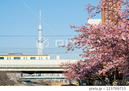 【河津桜】旧中川に咲く早咲きの桜と列車 【河津桜】旧中川に咲く早咲きの桜と列車 123789733