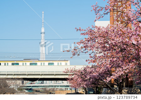 【河津桜】旧中川に咲く早咲きの桜と列車 【河津桜】旧中川に咲く早咲きの桜と列車 123789734