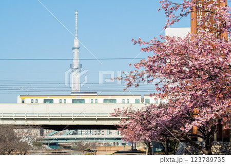 【河津桜】旧中川に咲く早咲きの桜と列車 【河津桜】旧中川に咲く早咲きの桜と列車 123789735