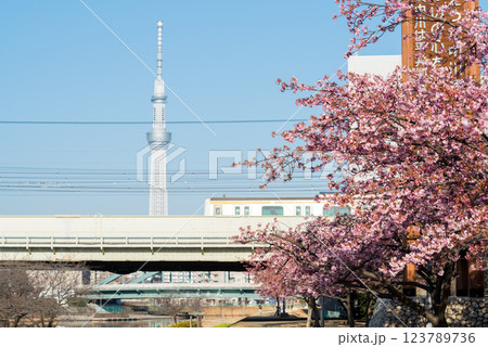 【河津桜】旧中川に咲く早咲きの桜と列車 123789736