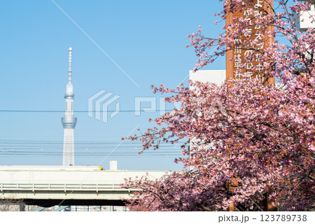 【河津桜】旧中川に咲く早咲きの桜と特急わかしお 123789738