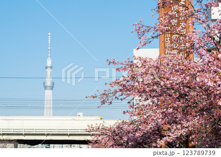 【河津桜】旧中川に咲く早咲きの桜と特急わかしお 【河津桜】旧中川に咲く早咲きの桜と特急わかしお 123789739