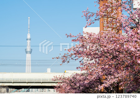 【河津桜】旧中川に咲く早咲きの桜と特急わかしお 123789740