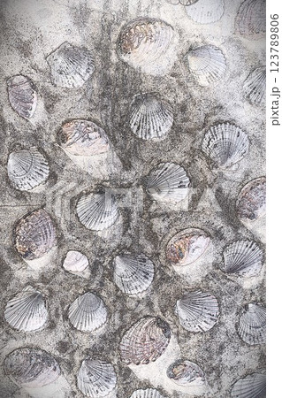 CG画像 ホタテとアワビの貝殻の壁1 123789806