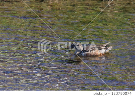水面とハシビロガモのクチバシの泥 123790074