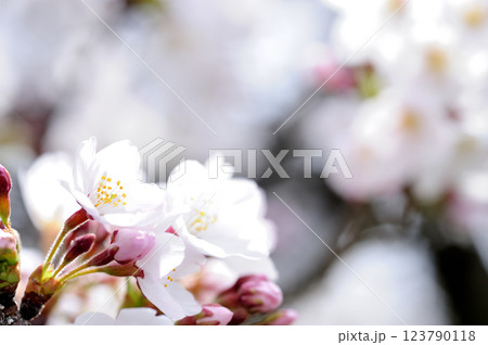 いつか見た桜 123790118