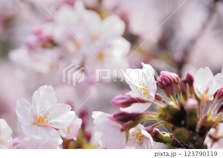 いつか見た桜 いつか見た桜 123790119