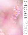 春の訪れを告げる梅の花 123790142