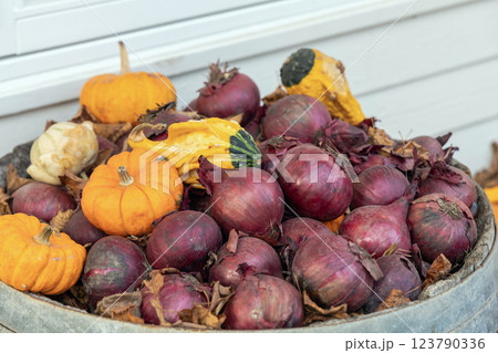 A bunch of red onions and small decorative pumpkins A bunch of red onions and small decorative pumpkins 123790336