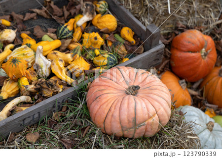 Traditional park decoration for Halloween with pumpkins Traditional park decoration for Halloween with pumpkins 123790339