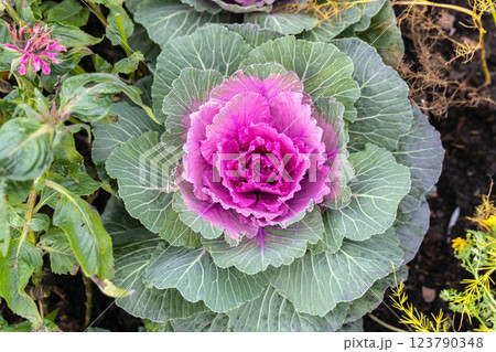 Fresh violet Cabbage plant leaves. Bed of ornamental cabbage 123790348