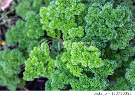 Background with green cabbage leaves. Healthy eating concept Background with green cabbage leaves. Healthy eating concept 123790353