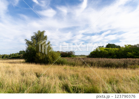 Country road among fields and forests. Rural landscape 123790376