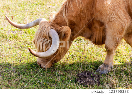 Rural landscape with grazing cow on a sunny day Rural landscape with grazing cow on a sunny day 123790388
