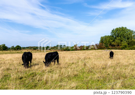 Rural landscape with grazing cows on a sunny day 123790390