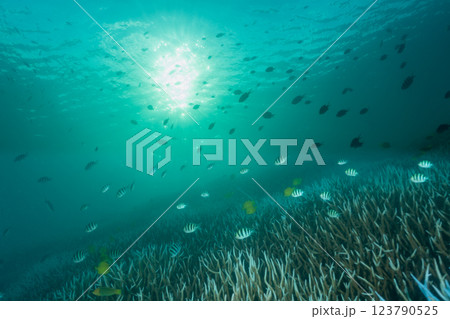 ロクセンスズメダイの群れ　小笠原 123790525