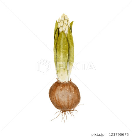 Flower bulb with green leaves and bud and roots. Watercolor illustration is suitable for topics related to ecology, gardening, nature. Onions, a spice for cooking. 123790676