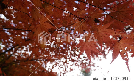 森の紅葉 森の紅葉 123790933