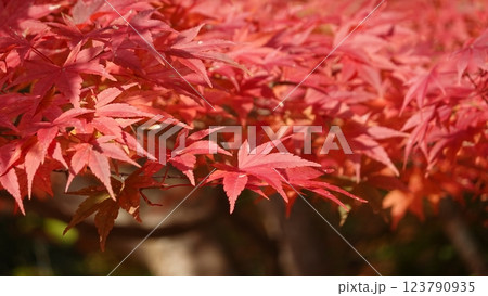 森の紅葉 森の紅葉 123790935