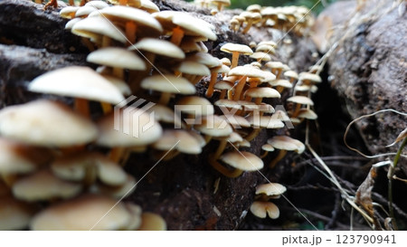 森のキノコ 森のキノコ 123790941