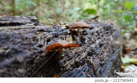 森のキノコ 森のキノコ 123790943