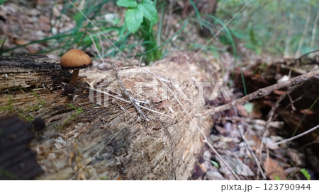 森のキノコ 森のキノコ 123790944