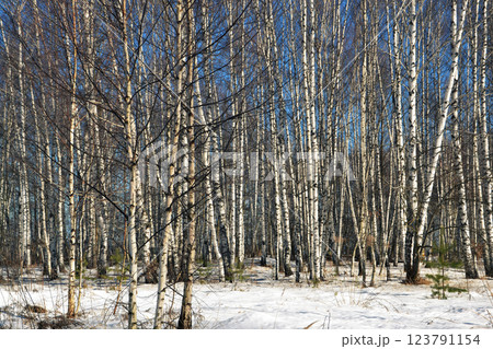 Winter photo in a birch forest. The ground is covered with snow, tree trunks, a clear bright day Winter photo in a birch forest. The ground is covered with snow, tree trunks, a clear bright day 123791154