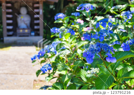 本土寺 美しいあじさい(千葉県松戸市) 本土寺 美しいあじさい(千葉県松戸市) 123791216