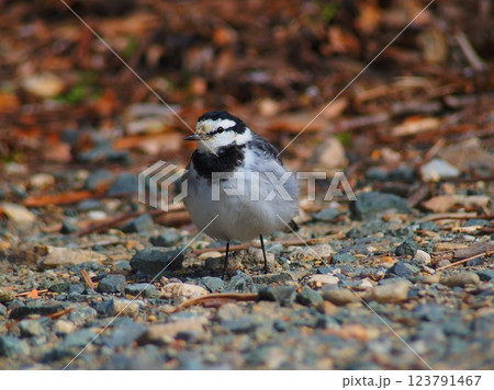 冬のセキレイ 123791467