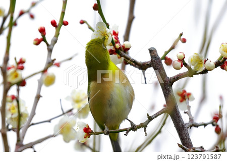 梅の木にとまるメジロ 小鳥 梅の木にとまるメジロ 小鳥 123791587