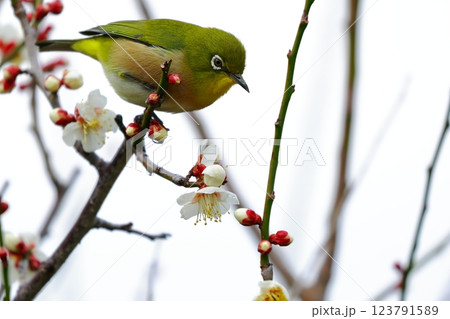 梅の木にとまるメジロ 小鳥 梅の木にとまるメジロ 小鳥 123791589