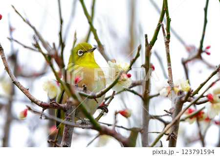梅の木にとまるメジロ 小鳥 梅の木にとまるメジロ 小鳥 123791594