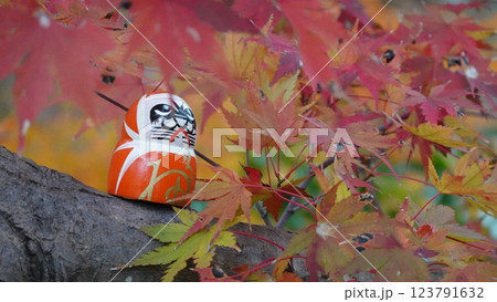 紅葉とダルマ 123791632