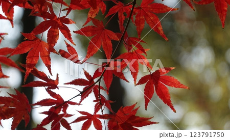 紅葉 紅葉 123791750