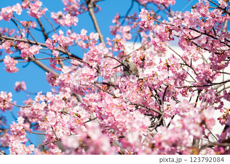 【河津桜】旧中川に咲く早咲きの桜とヒヨドリ 【河津桜】旧中川に咲く早咲きの桜とヒヨドリ 123792084