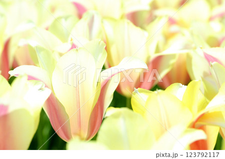 チューリップまつり チューリップまつり 123792117