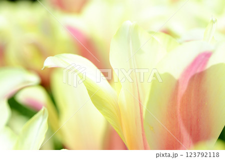 チューリップまつり 123792118